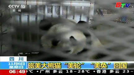 Chuyến hồi hương của cặp song sinh gấu trúc  Panda